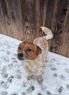 Tootsie photo 2