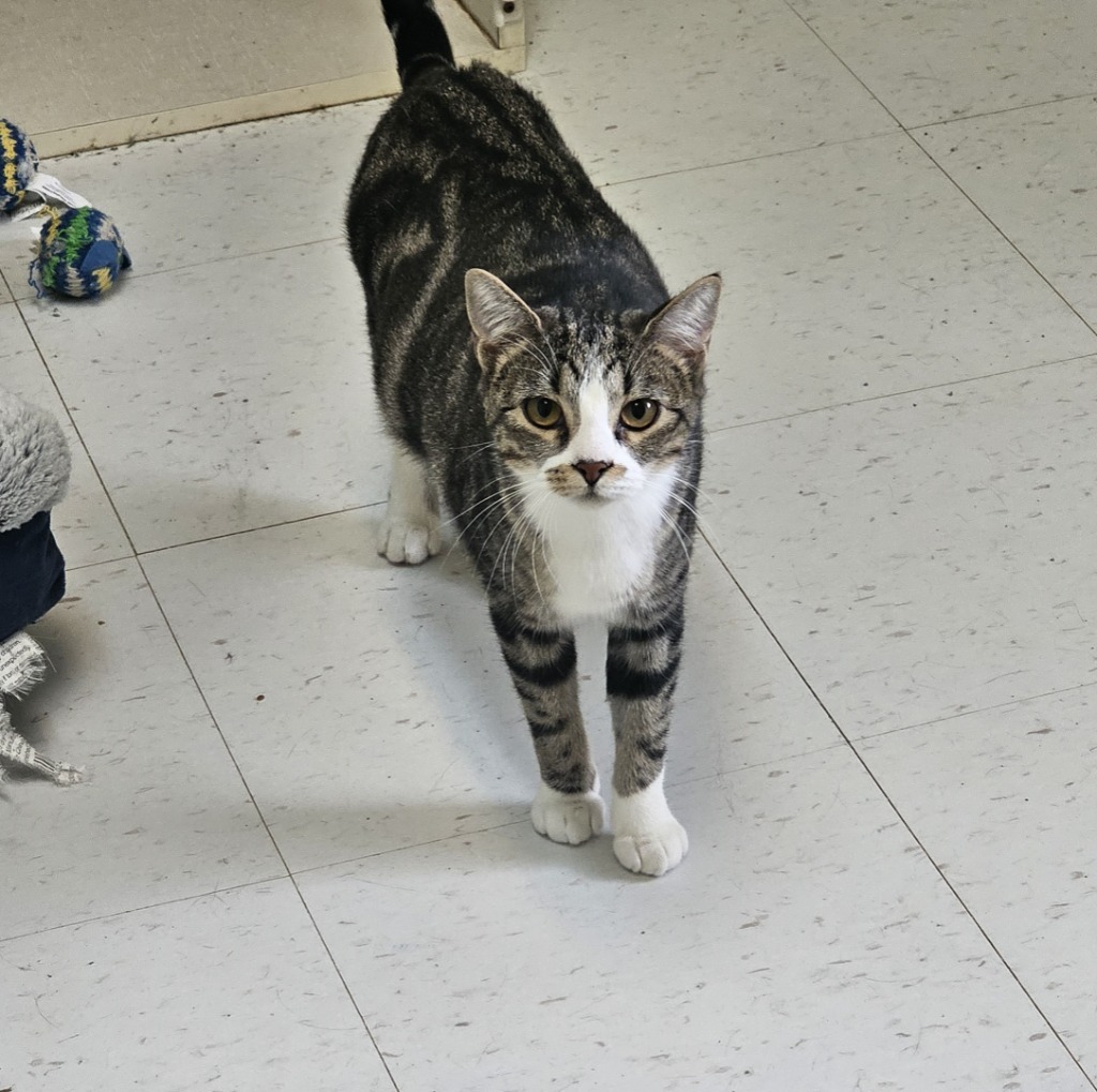 Swirly, an adoptable Domestic Short Hair in Midland, TX, 79705 | Photo Image 1