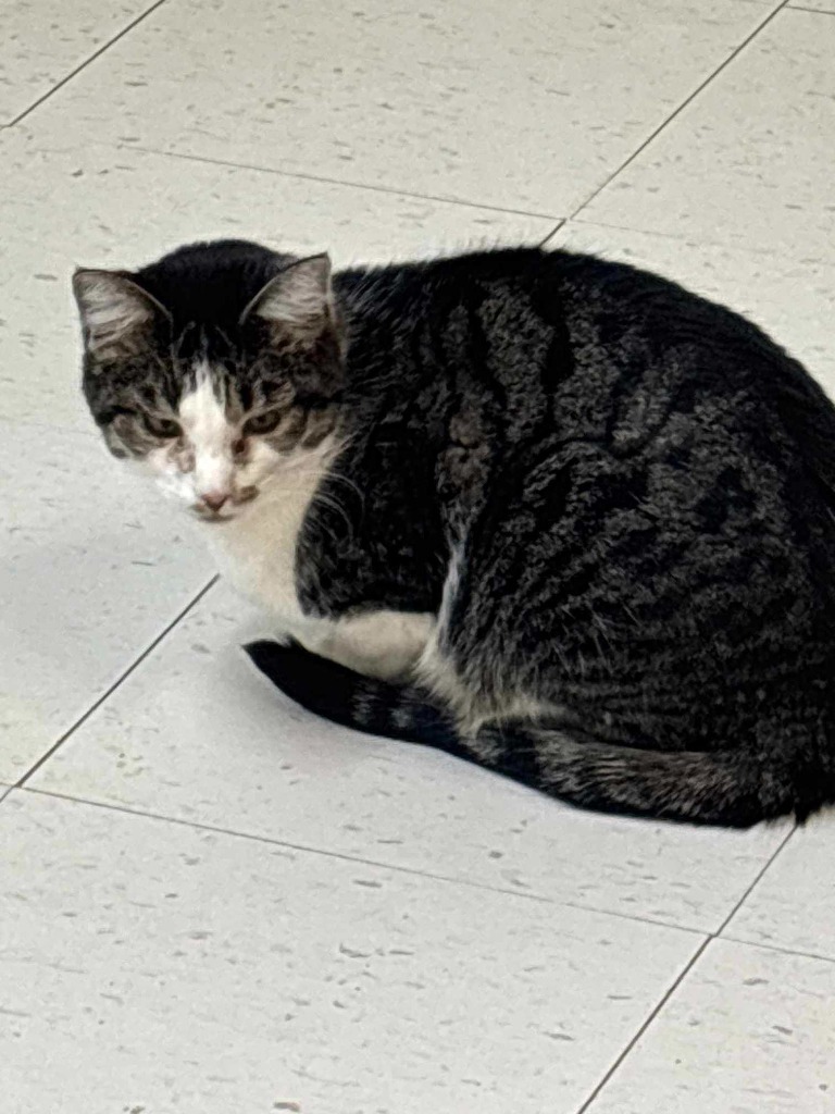 Rowdy, an adoptable Domestic Short Hair in Midland, TX, 79705 | Photo Image 1