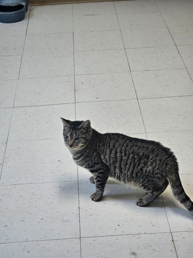 Radar, an adoptable Domestic Short Hair in Midland, TX, 79705 | Photo Image 1
