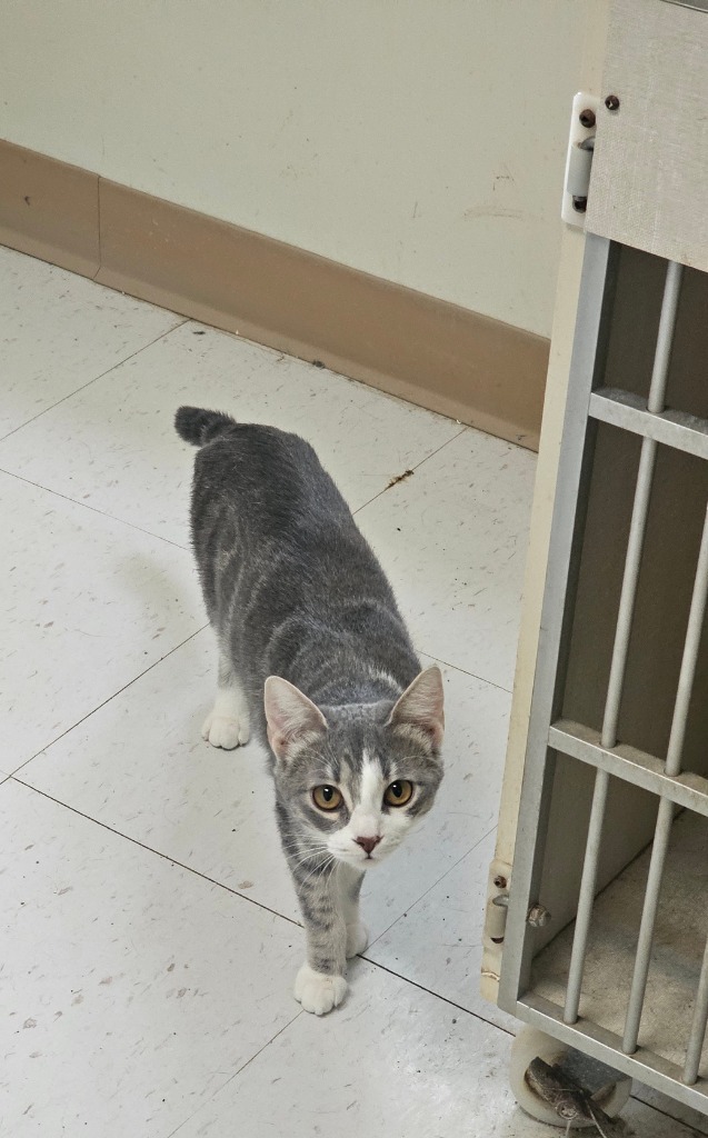 Lilith, an adoptable Domestic Short Hair in Midland, TX, 79705 | Photo Image 1