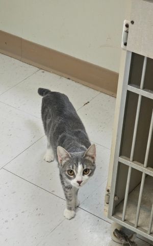 Lilith, Young Female Domestic Short Hair
