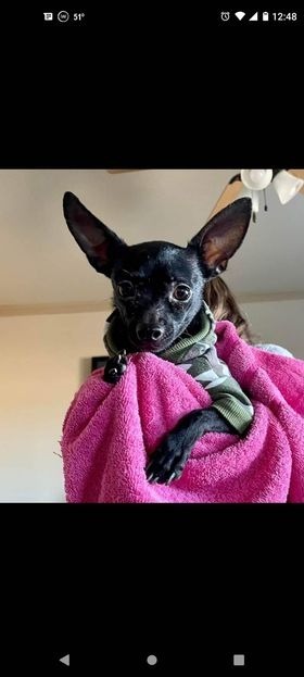 Sadie, Adult Female Chihuahua