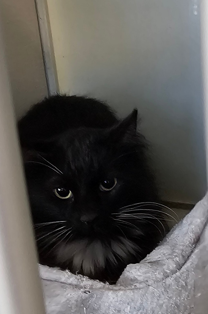 Dom, an adoptable Persian in Midland, TX, 79705 | Photo Image 1