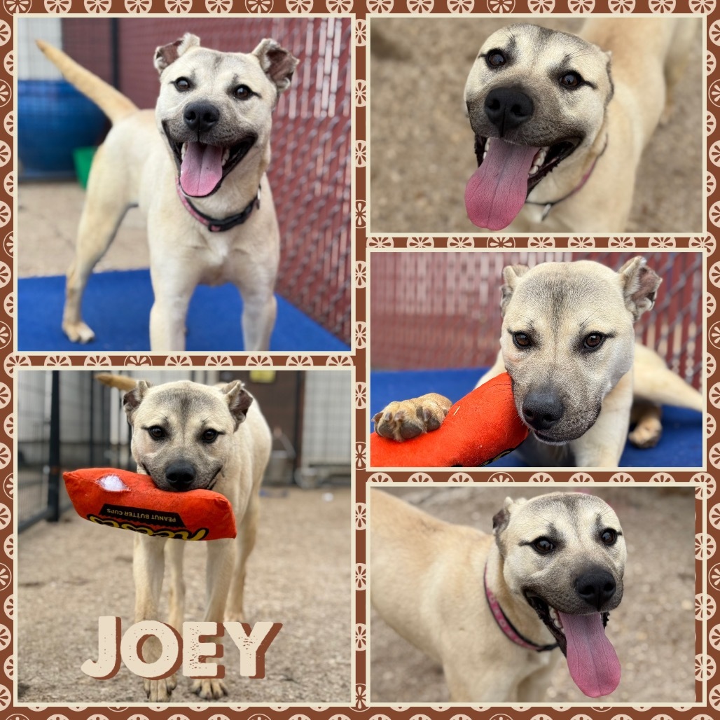 Joey