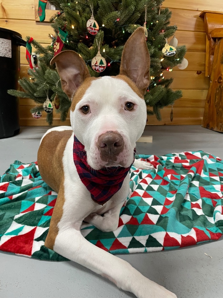 Herbie, an adoptable Pit Bull Terrier in Glenfield, NY, 13343 | Photo Image 1