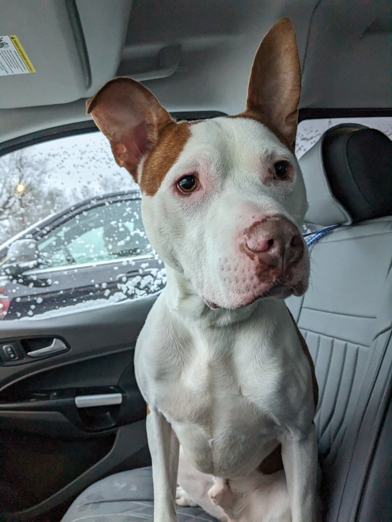 Herbie, an adoptable Pit Bull Terrier in Glenfield, NY, 13343 | Photo Image 2