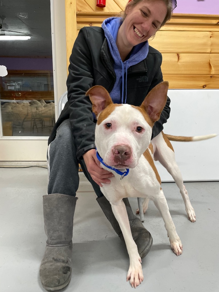 Herbie, an adoptable Pit Bull Terrier in Glenfield, NY, 13343 | Photo Image 3