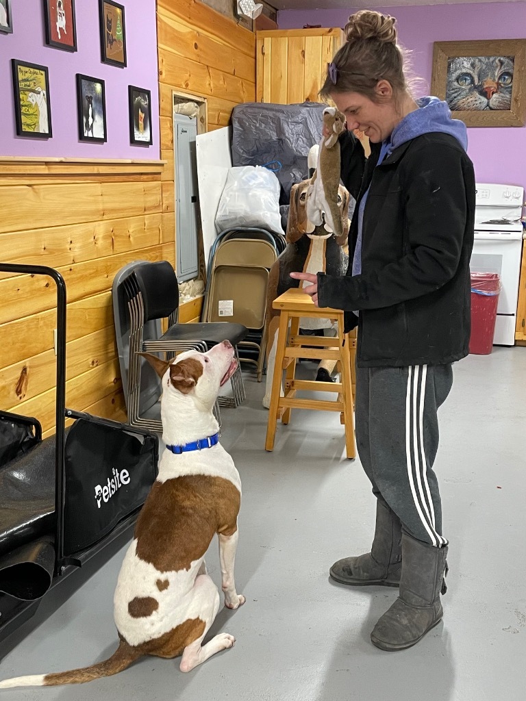 Herbie, an adoptable Pit Bull Terrier in Glenfield, NY, 13343 | Photo Image 4