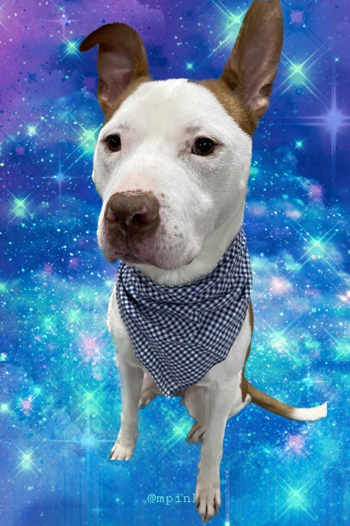 Herbie, an adoptable Pit Bull Terrier in Glenfield, NY, 13343 | Photo Image 5