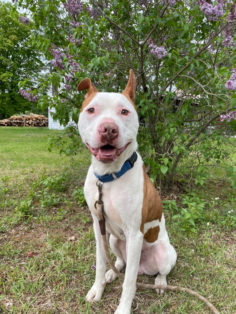Herbie, an adoptable Pit Bull Terrier in Glenfield, NY, 13343 | Photo Image 6