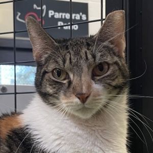 Susie, Adult Female Domestic Short Hair