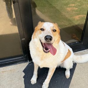 Sunnyboy