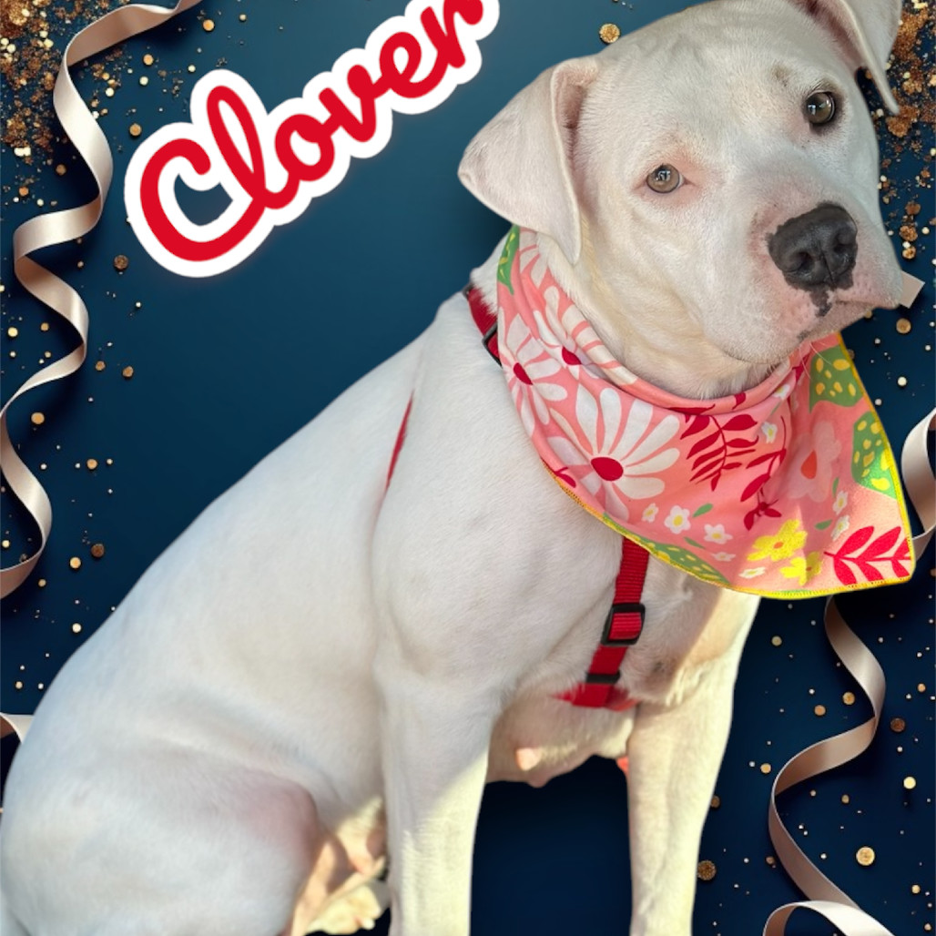 Clover