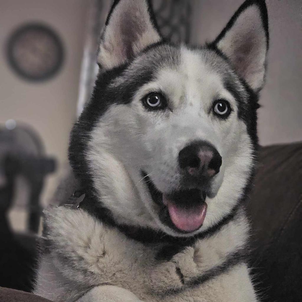 Bolt