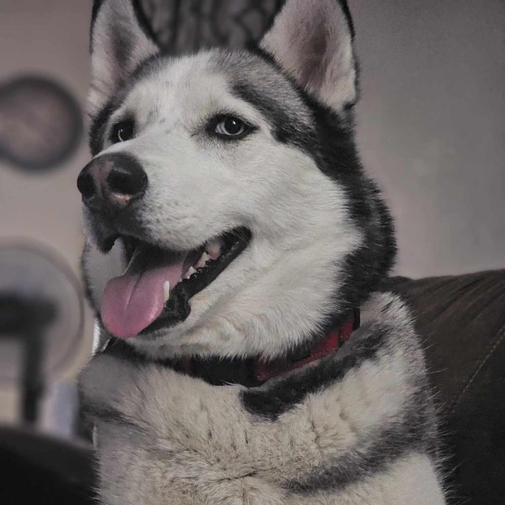 Bolt