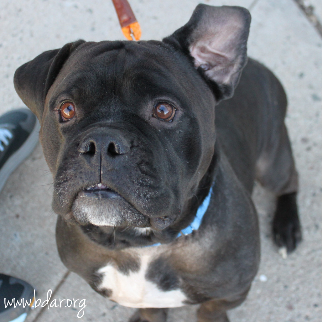 Marvel, an adoptable Pit Bull Terrier in Cheyenne, WY, 82009 | Photo Image 1