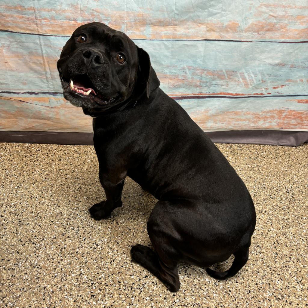 Marvel, an adoptable Pit Bull Terrier in Cheyenne, WY, 82009 | Photo Image 2