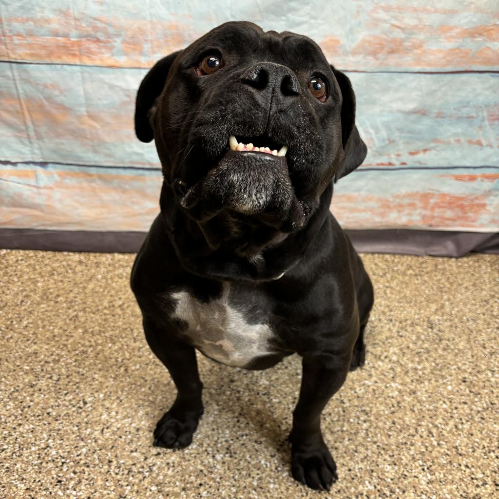 Marvel, an adoptable Pit Bull Terrier in Cheyenne, WY, 82009 | Photo Image 3