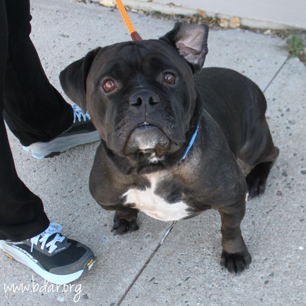 Marvel, an adoptable Pit Bull Terrier in Cheyenne, WY, 82009 | Photo Image 4