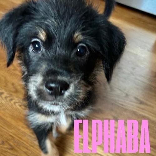 Elphaba
