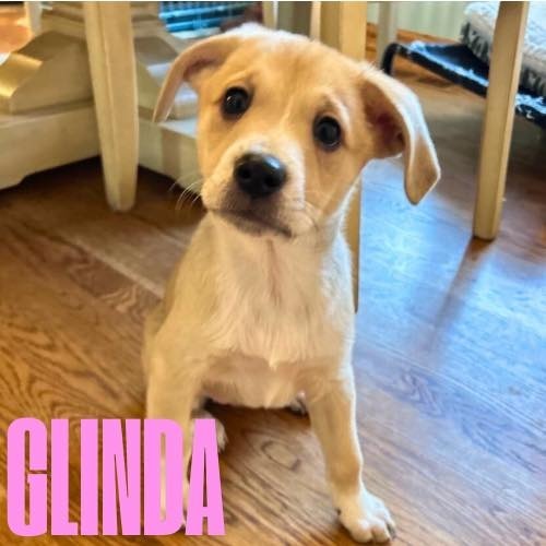 Glinda