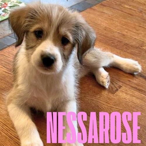 Nessarose
