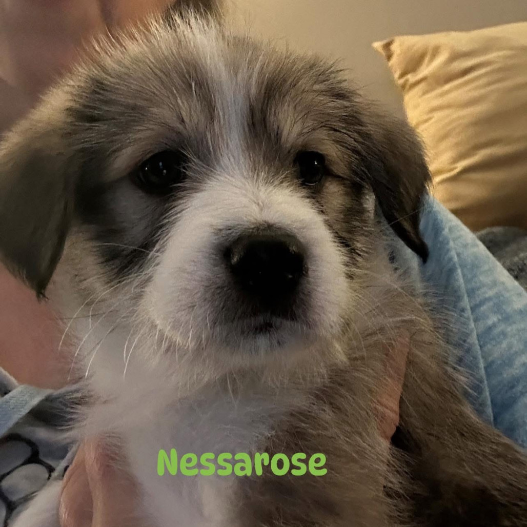 Nessarose