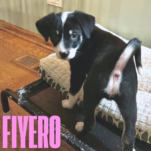 Prince Fiyero, an adoptable Mixed Breed, Akbash in Joliet, IL, 60436 | Photo Image 3