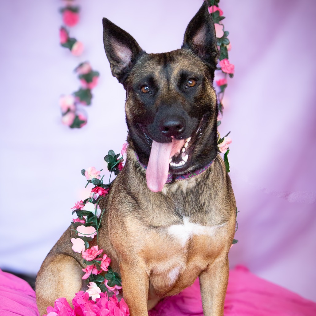 Dayzee, an adoptable Mixed Breed in Fort Bragg, CA, 95437 | Photo Image 1