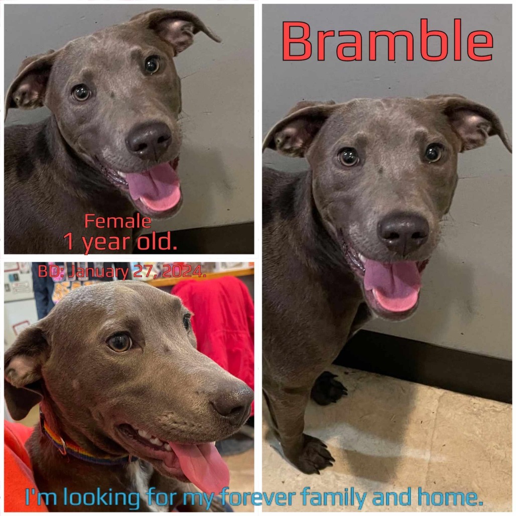 Bramble