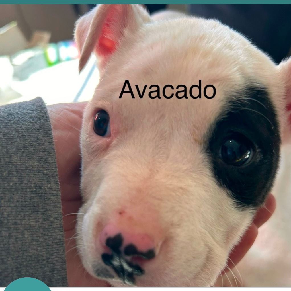 Avocado