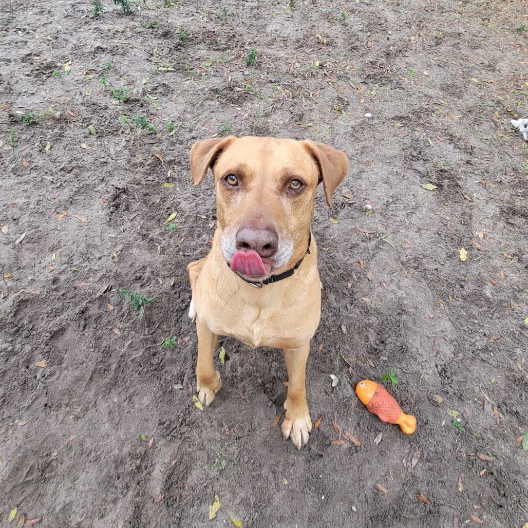 Duke