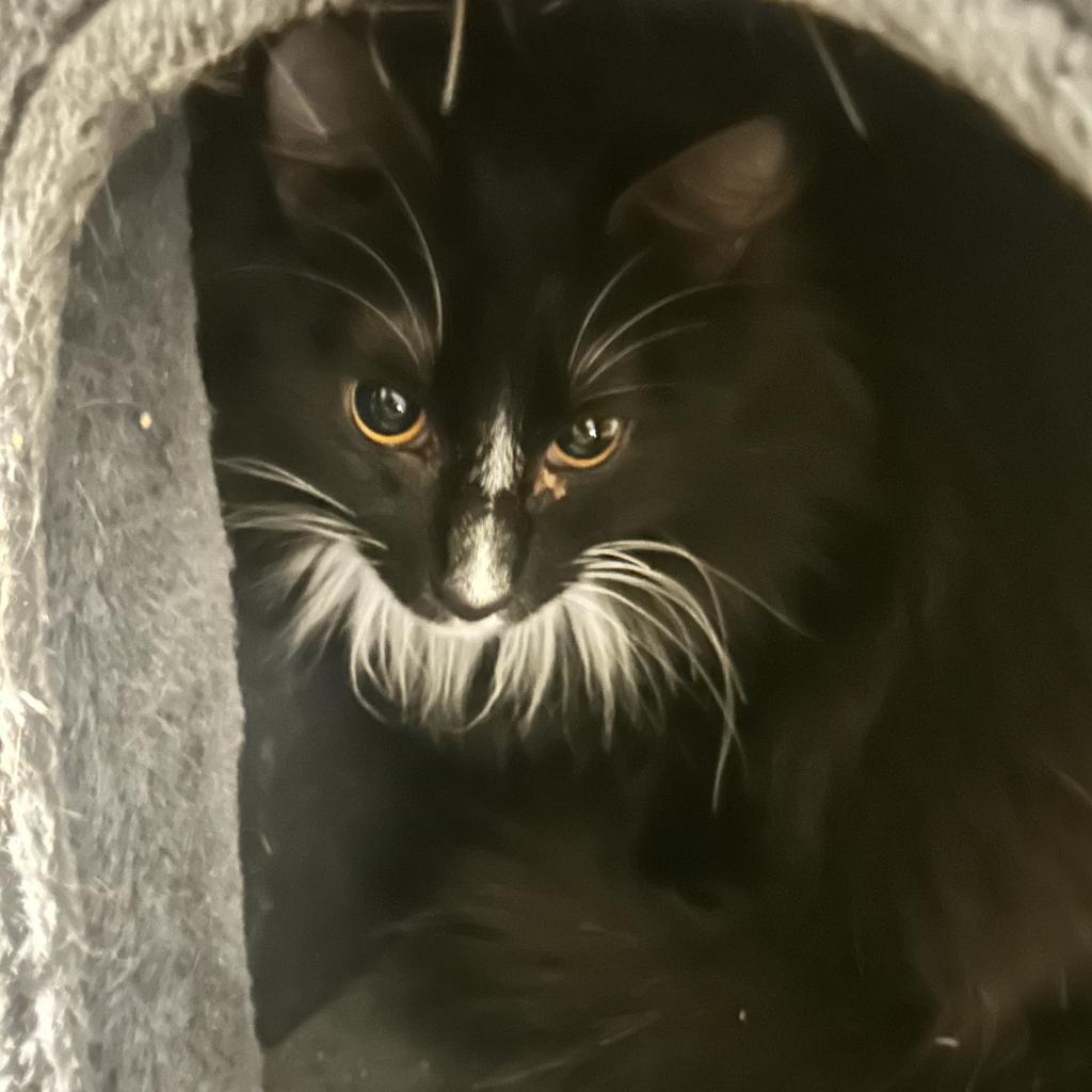 Timon, an adoptable Domestic Long Hair in Veneta, OR, 97487 | Photo Image 2