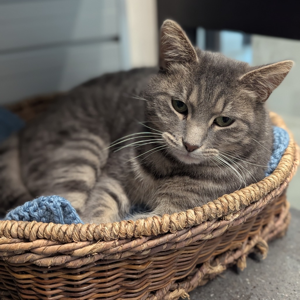 Nala, an adoptable Domestic Short Hair in Hailey, ID, 83333 | Photo Image 1