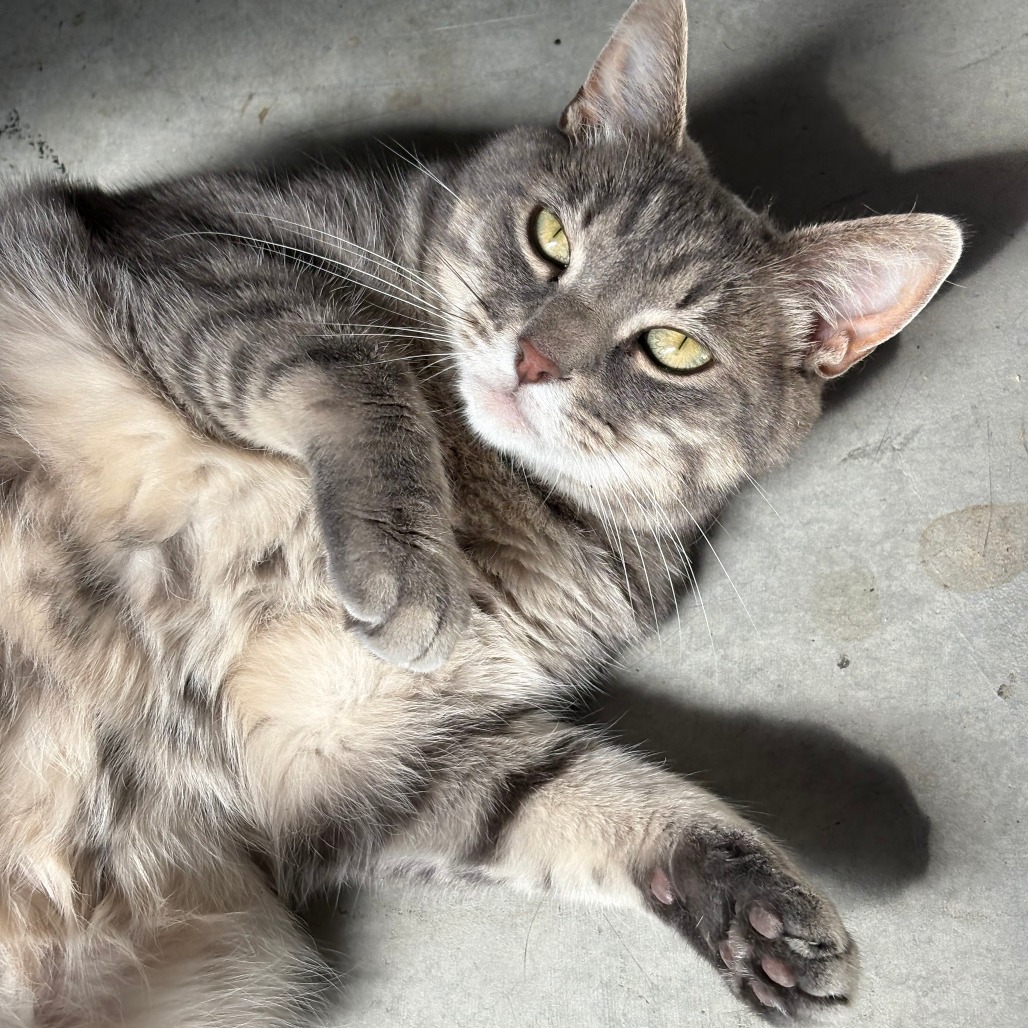 Nala, an adoptable Domestic Short Hair in Hailey, ID, 83333 | Photo Image 1