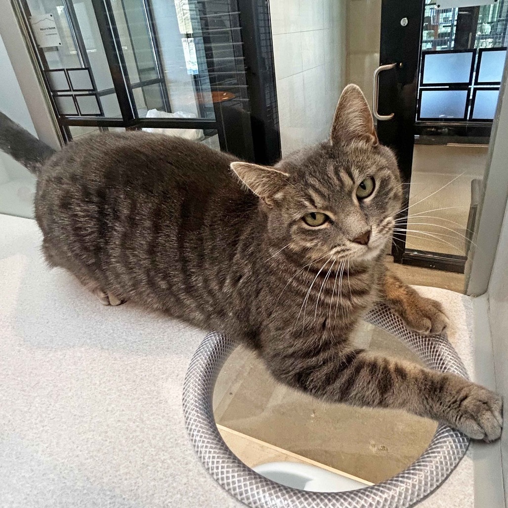 Nala, an adoptable Domestic Short Hair in Hailey, ID, 83333 | Photo Image 3