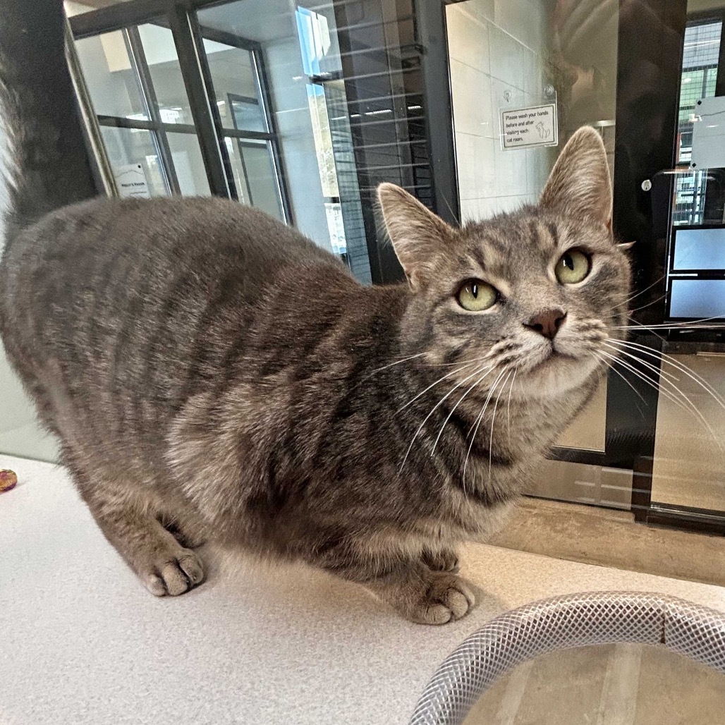 Nala, an adoptable Domestic Short Hair in Hailey, ID, 83333 | Photo Image 4