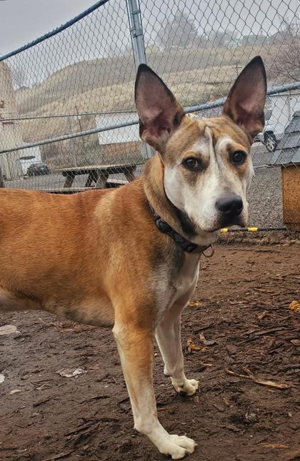 Joker, an adoptable Mixed Breed in Pendleton, OR, 97801 | Photo Image 1