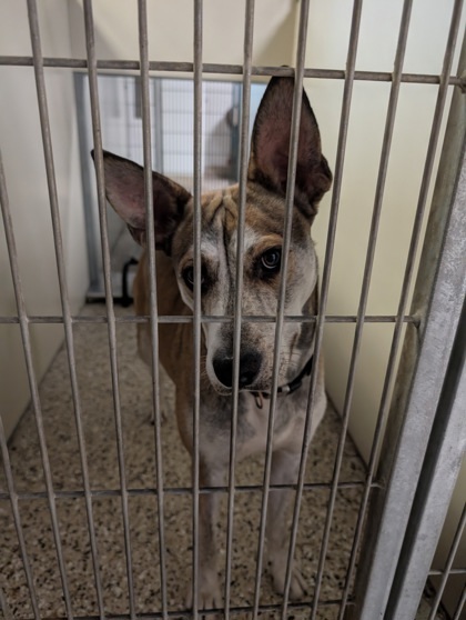 Joker, an adoptable Mixed Breed in Pendleton, OR, 97801 | Photo Image 1