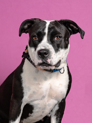 Meet Kaa aka Betty Say hello to Betty a 3-year-old petite lowrider pup with a big heart and short