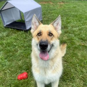 Sonny, Adult Male Shepherd