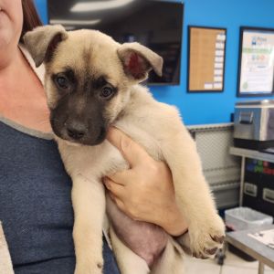 Piper Mixed Breed Dog