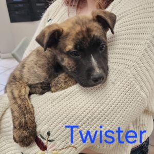 Twister Mixed Breed Dog