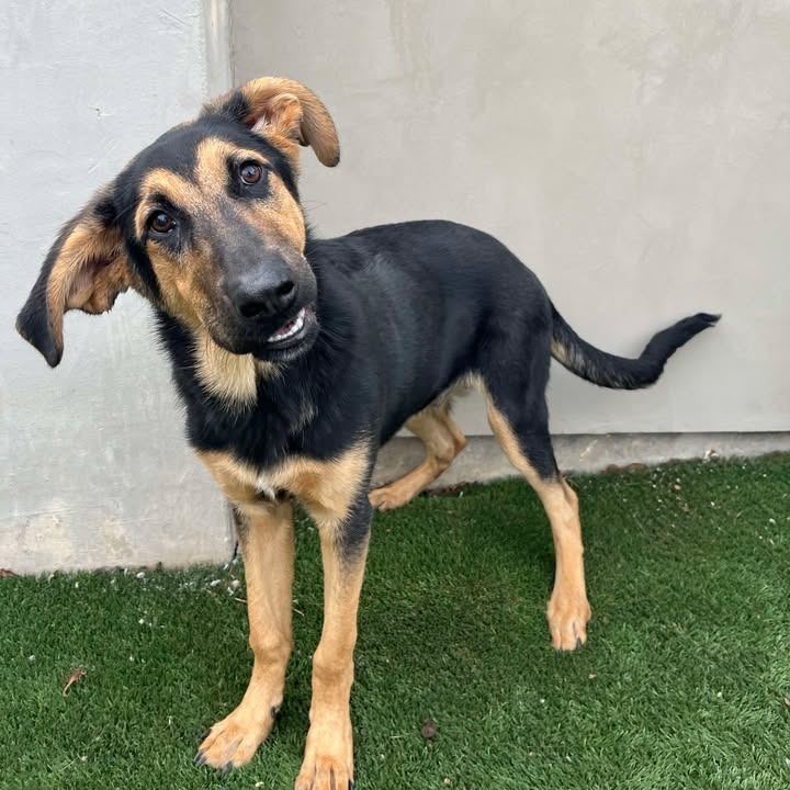 Kal, an adoptable German Shepherd Dog, Bloodhound in Fredericksburg, TX, 78624 | Photo Image 1