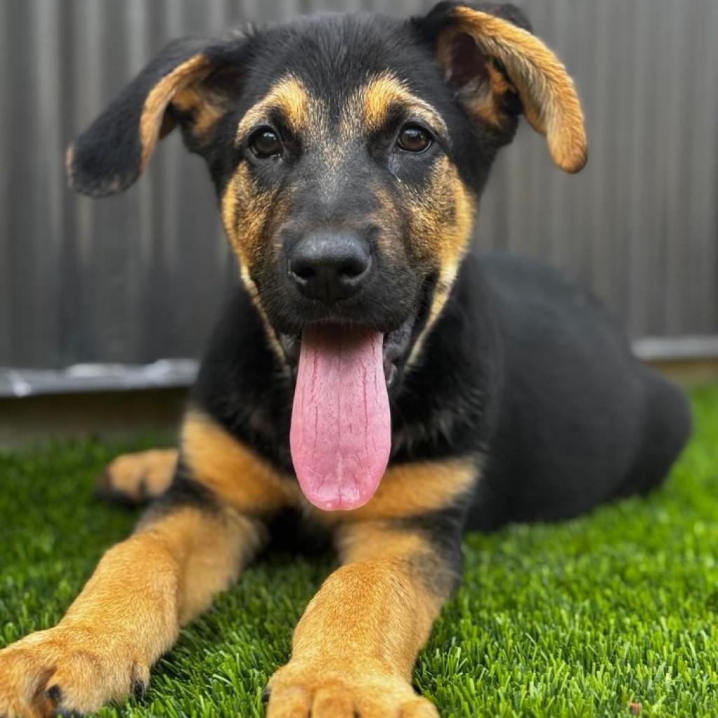 Kal, an adoptable German Shepherd Dog, Bloodhound in Fredericksburg, TX, 78624 | Photo Image 2