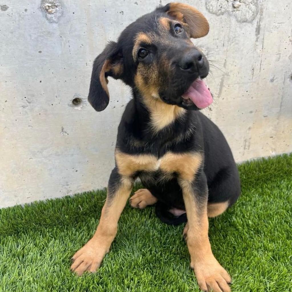 Kal, an adoptable German Shepherd Dog, Bloodhound in Fredericksburg, TX, 78624 | Photo Image 3