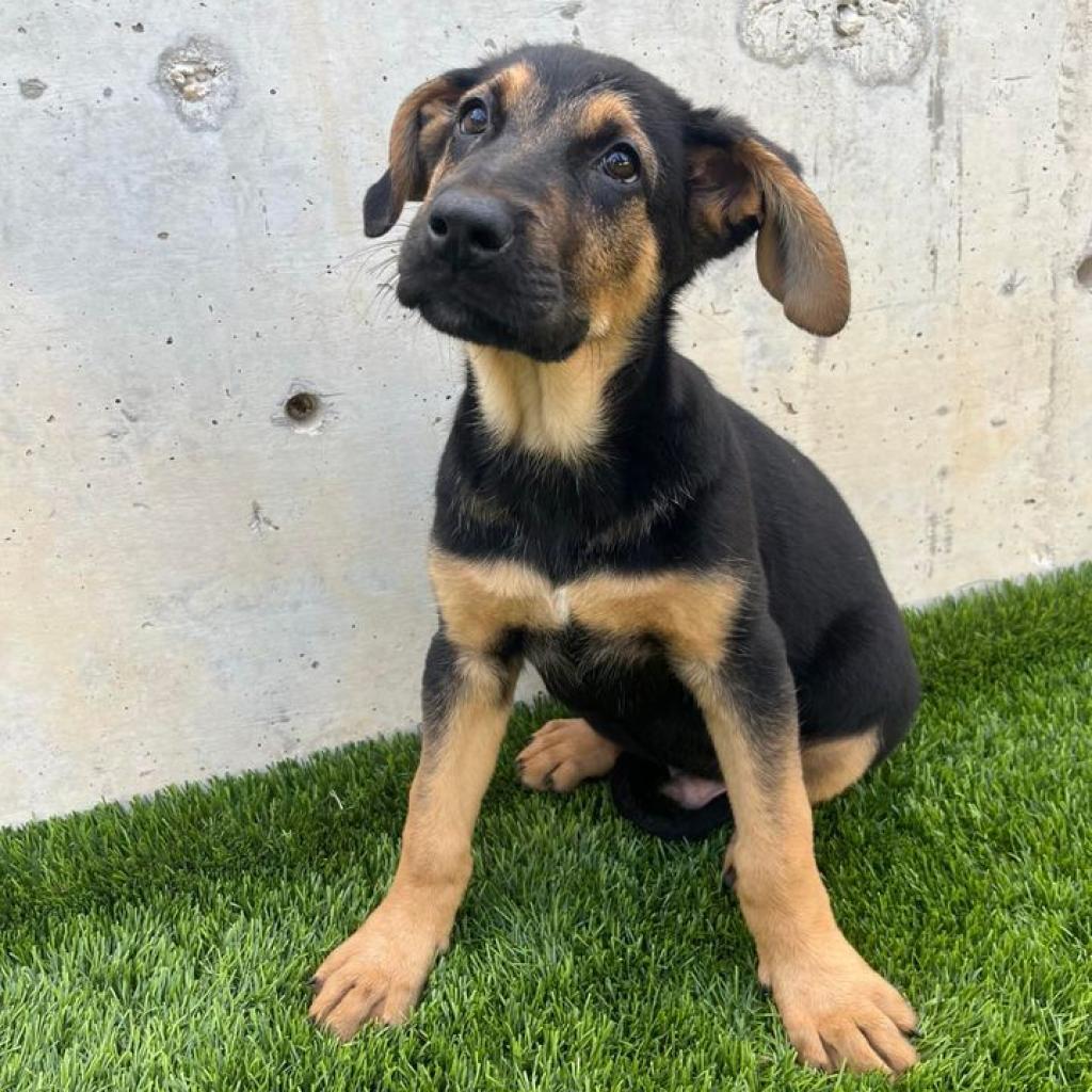 Kal, an adoptable German Shepherd Dog, Bloodhound in Fredericksburg, TX, 78624 | Photo Image 4