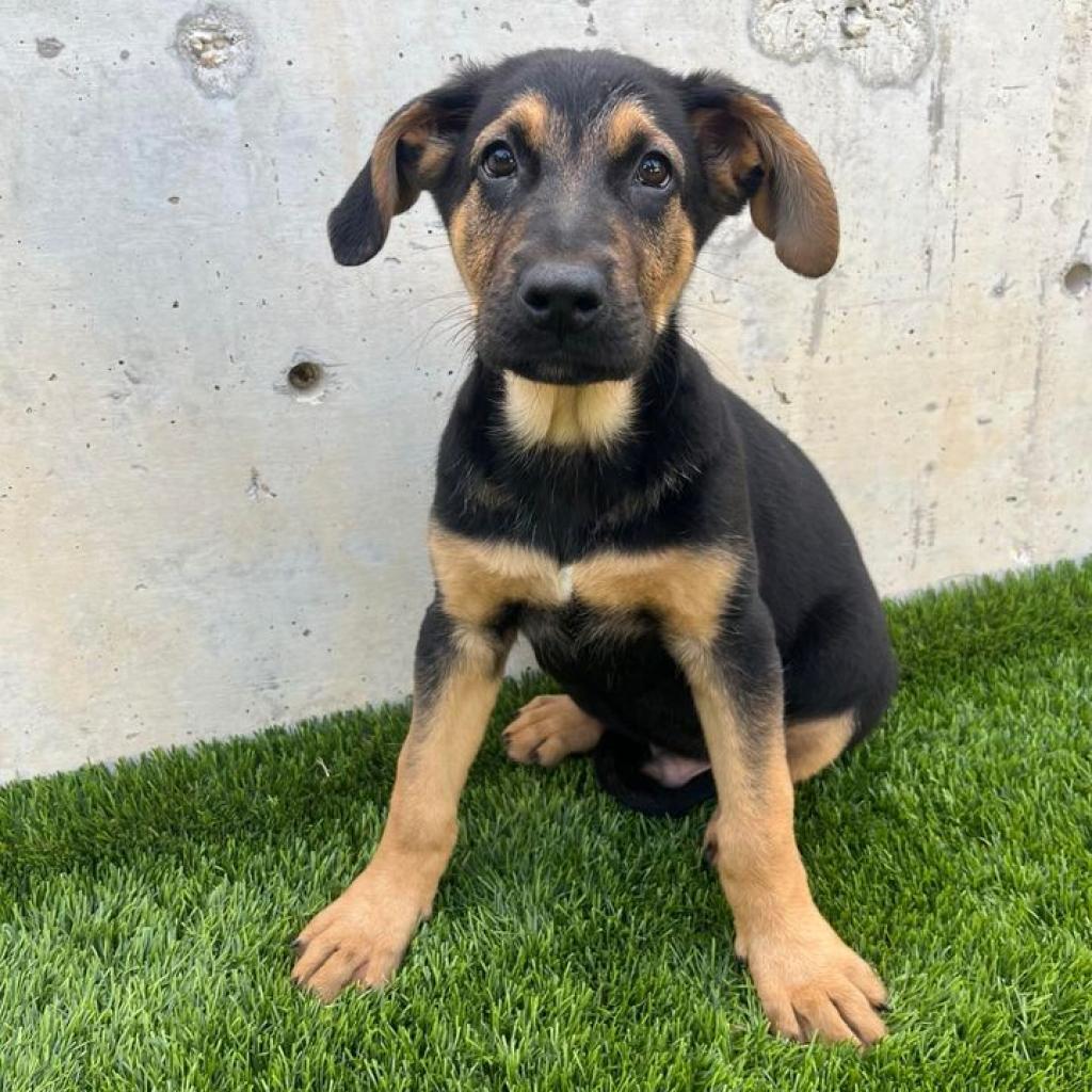 Kal, an adoptable German Shepherd Dog, Bloodhound in Fredericksburg, TX, 78624 | Photo Image 5