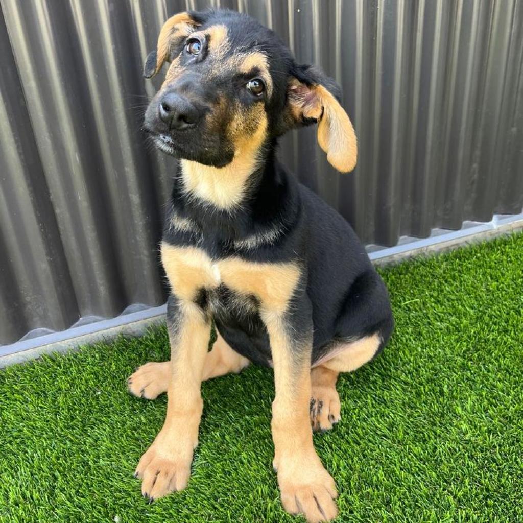 Kal, an adoptable German Shepherd Dog, Bloodhound in Fredericksburg, TX, 78624 | Photo Image 6